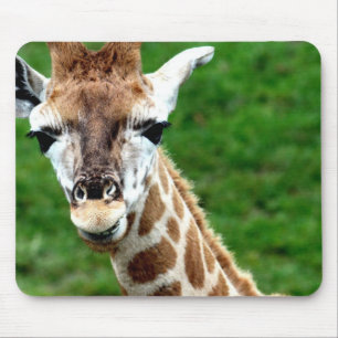 Girafffotomusen vadderar musmatta
