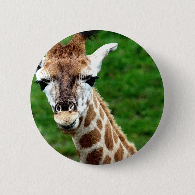 Girafffotorundan knäppas knapp (Framsida)