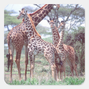 Giraffgrupp eller hjord med ungdjur, Giraffa Fyrkantigt Klistermärke