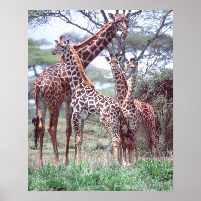Giraffgrupp eller hjord med ungdjur, Giraffa Poster (Framsidan)