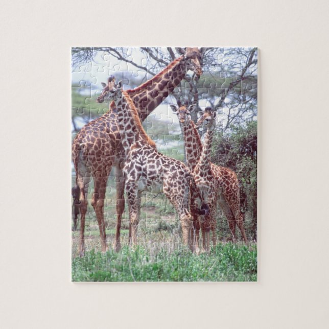 Giraffgrupp eller hjord med ungdjur, Giraffa Pussel (Vertikal)
