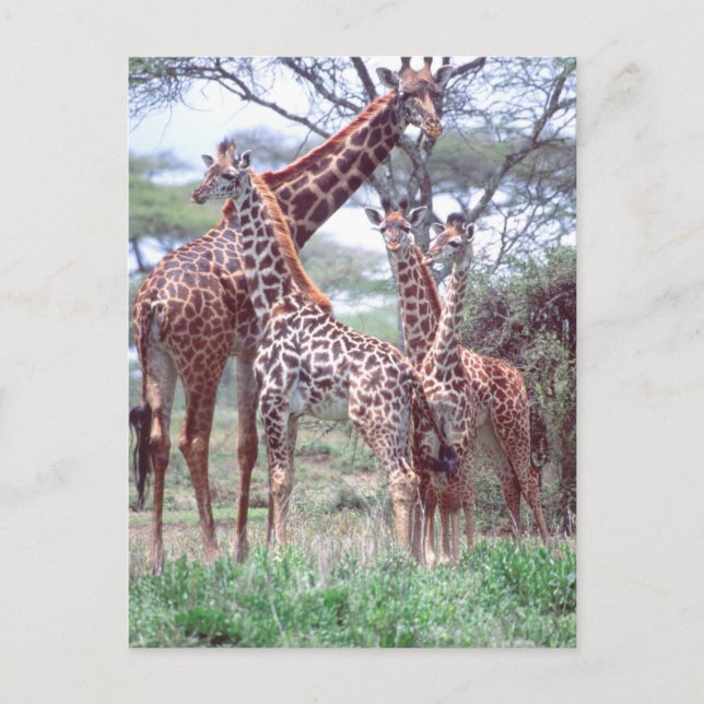 Giraffgrupp eller hjord med ungdjur, Giraffa Vykort (Framsida)