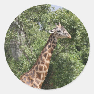 giraffhuvud runt klistermärke