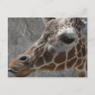 giraffhuvud vykort
