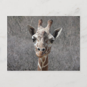 giraffhuvudet beklär beskådar vykort