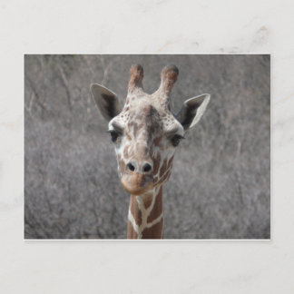 giraffhuvudet beklär beskådar vykort