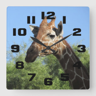 Giraffhuvudet tar tid på fyrkantig klocka