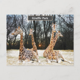Giraffic Park Roligt Photo - Four Giraffe's Sitta Helg Vykort