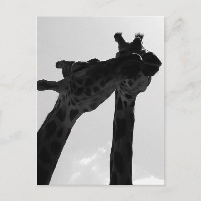 Giraffkärlek Vykort (Framsida)