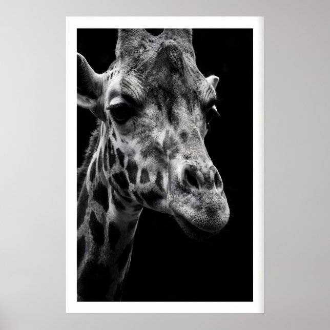 Giraffkonsttryck Krispig Svart-vit Fotografi Poster (Framsidan)