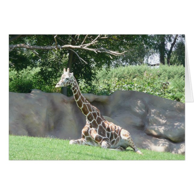 giraffkort hälsningskort (Framsidan Horizontal)