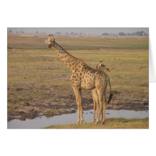 Giraffkort Hälsningskort