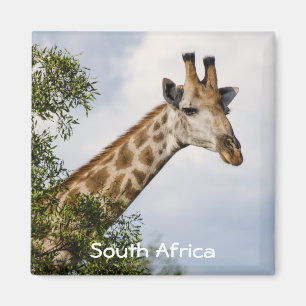 Giraffkylmagnet - Sydafrika Magnet
