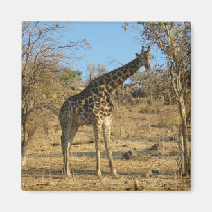 Giraffmagnet Magnet