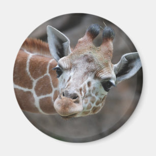 Giraffmagnet Magnet
