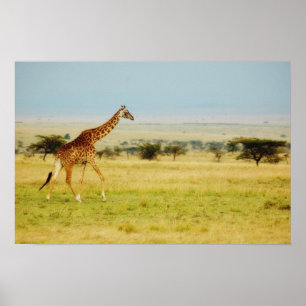 GiraffMasai Mara, Kenya affisch, tryck, bild Poster