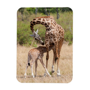 Giraffmoder och unge i Kenya Magnet