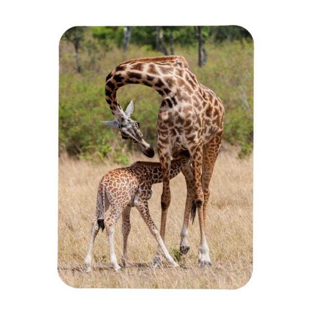 Giraffmoder och unge i Kenya Magnet (Vertikal)