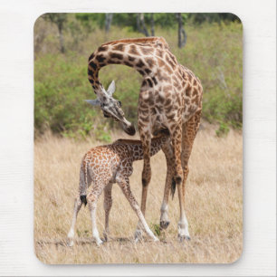 Giraffmoder och unge i Kenya Musmatta