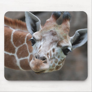 Giraffmusen vadderar musmatta
