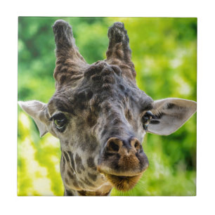 Giraffögonfranser Kakelplatta