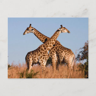 Giraffpar Vykort