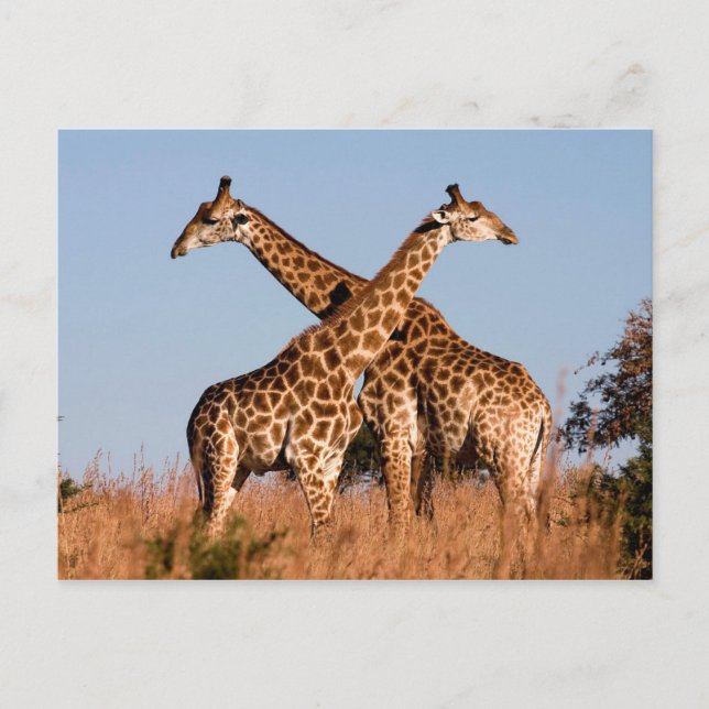 Giraffpar Vykort (Framsida)