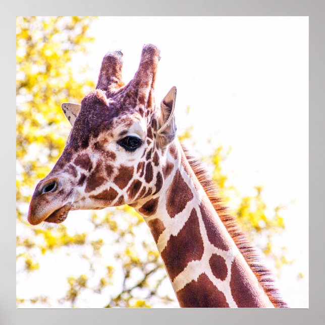 Giraffporträtt Poster (Framsidan)