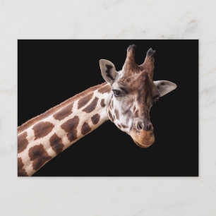 Giraffporträtt - vykort
