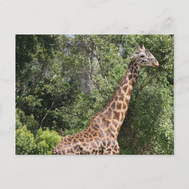 giraffpromenad vykort (Framsida)