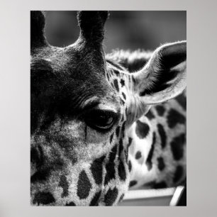Giraffs Öga Poster