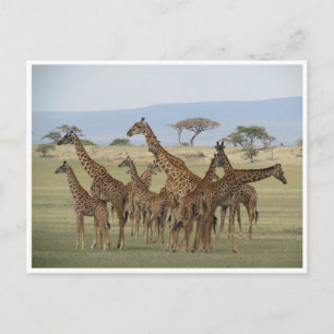 giraffsamling vykort