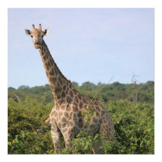 Giraffstirr Fototryck