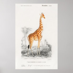 Girafftryck Poster
