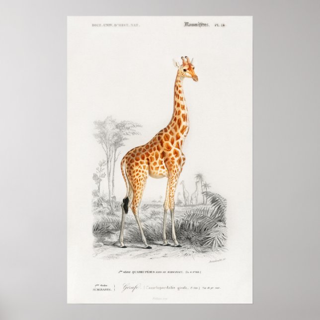 Girafftryck Poster (Framsidan)