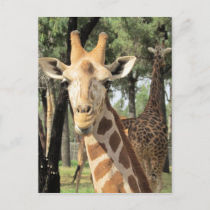 giraffutseende vykort