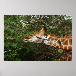 Giraffvägghangings & bilder poster