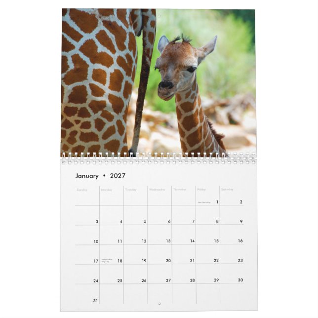Giraffväggkalender Kalender (Jan 2027)