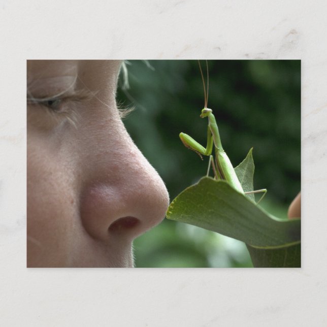 Girl and Mantis religiosa Vykort (Framsida)
