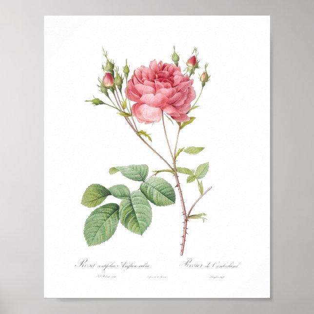 Girly Benice Rosa ros Princess Garden Poster (Framsidan)