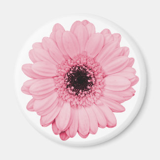 Girly rosa magnet w/ vacker gerbera-blomma