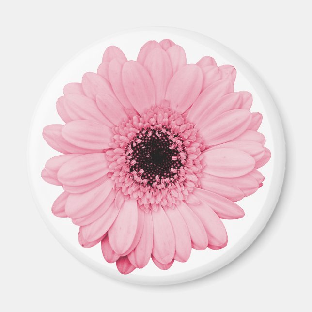 Girly rosa magnet w/ vacker gerbera-blomma (Framsidan)