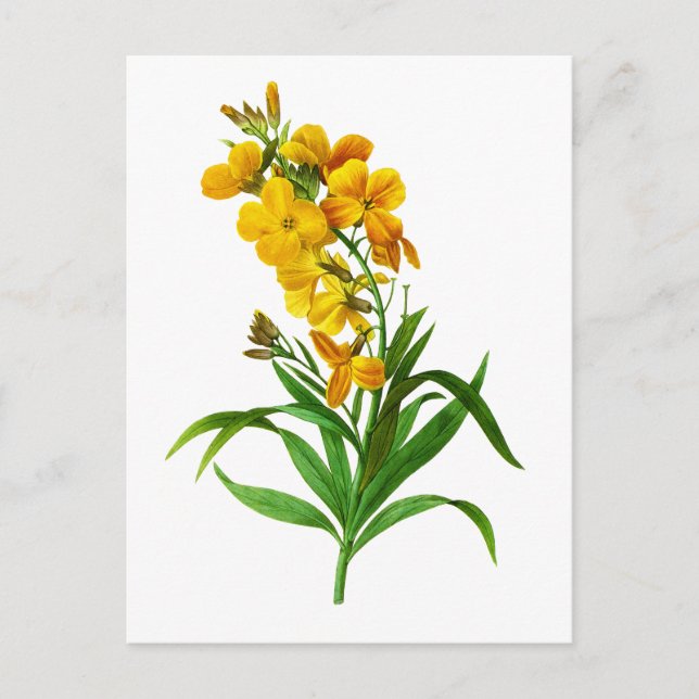 Giroflee Jaune av Pierre Joseph Redoute Vykort (Framsida)