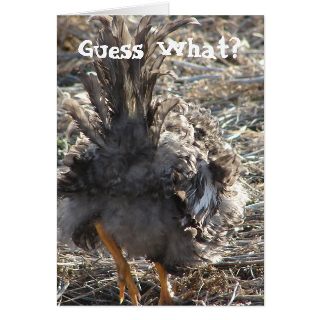 Gissa vad? KycklingButt Hälsningskort (Framsidan)