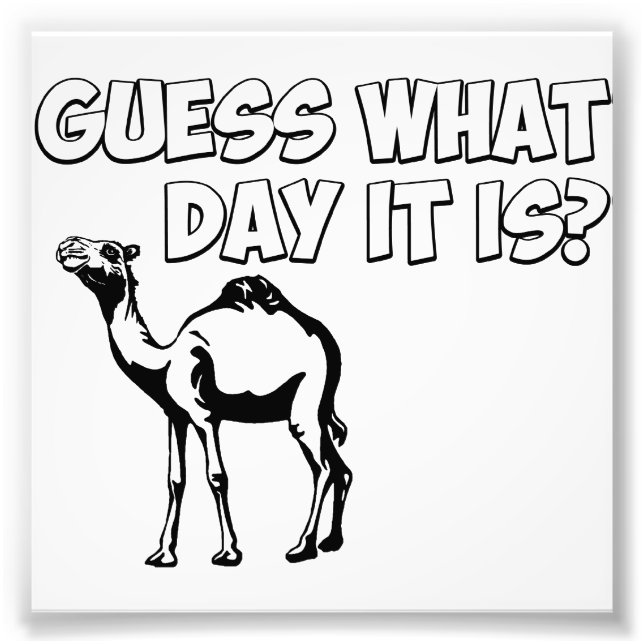Gissa vilken dag det är? Hump Day Camel Fototryck (Framsidan)