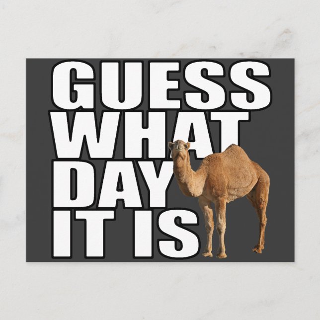 Gissa vilken dag det är på Hump Day Camel Vykort (Framsida)