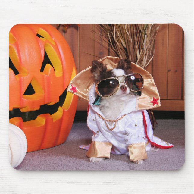 Gizmo - Chihuahua - Thomas Musmatta (Framsidan)