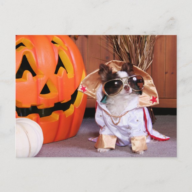 Gizmo - Chihuahua - Thomas Vykort (Framsida)