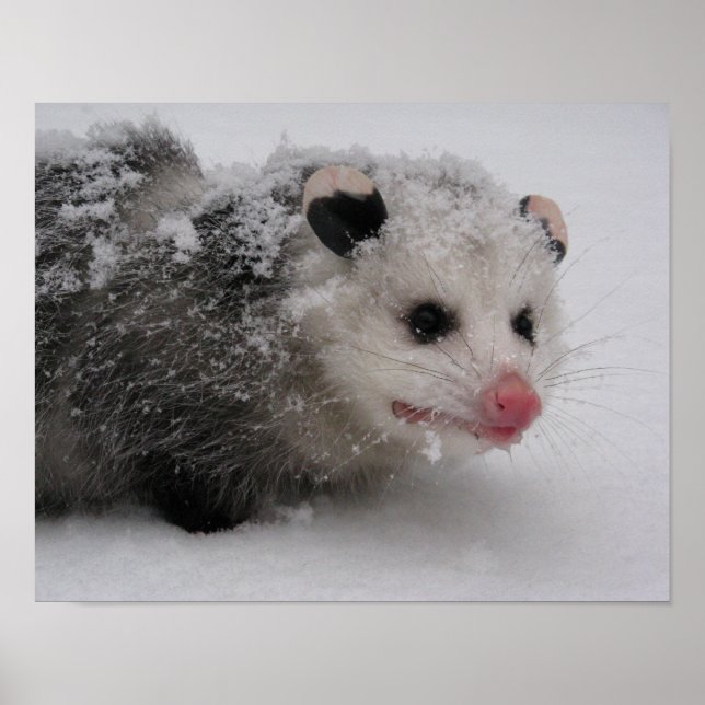 Gizmo Poster utskrift (Framsidan)