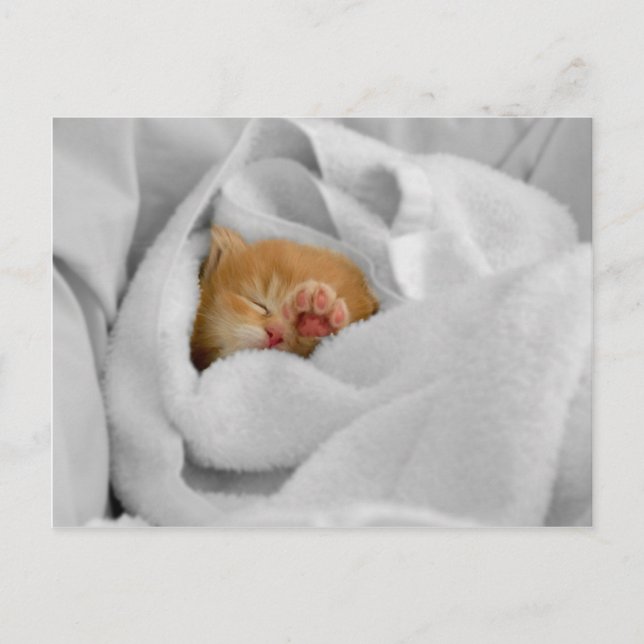 Gizmo Vykort (Framsida)